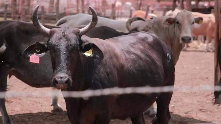 Bloquean cuentas de extorsionistas de comerciantes y ganaderos en Durango