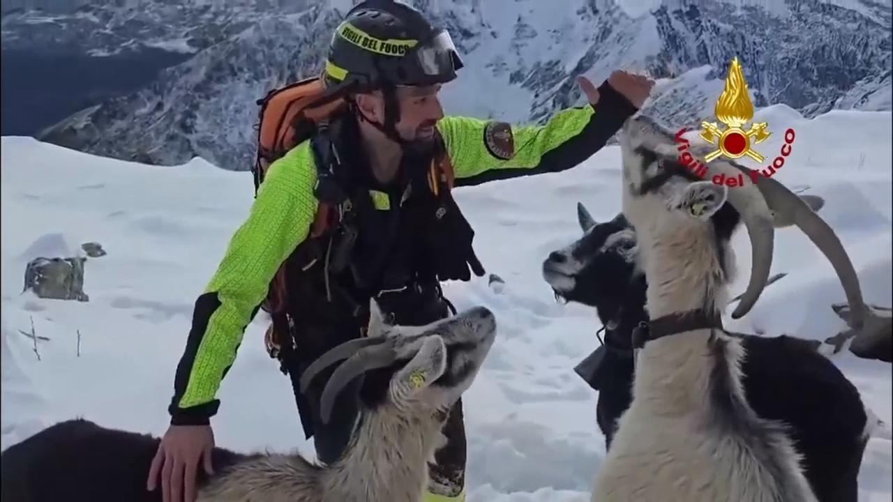 Italian firefighters rescue 37 goats stranded on top of snowy mountain