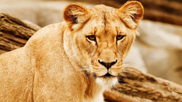 Leona mata a joven de 19 años que ingresó a su recinto en zoológico de Brasil