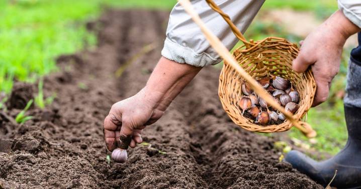Grow perfect crop next spring if you sow 3 vegetables before end of December