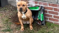 Dog abandoned with bag of dog food in Hamden