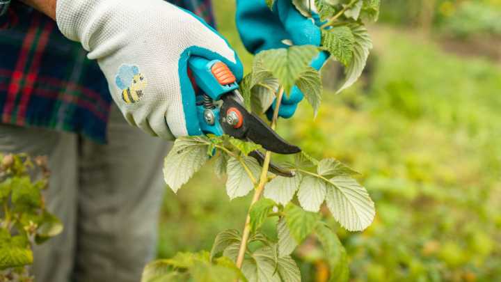 Bypass Pruning Shears: How To Determine If They Are Right For Your Plants