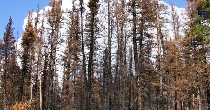 9 community listening sessions for those impacted by summer fires in northern Arizona begin Dec. 8