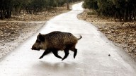 La Junta permitirá cazar "sin límite" al jabalí para prevenir la peste porcina