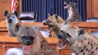 In Effort To Improve Senate Confirmation Hearings, Democrat Women Replaced By Rabid Hyenas