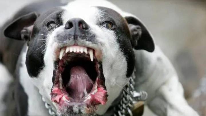Bengaluru: Landlord, son accused of unleashing pitbull on Scheduled Caste men after quarrel