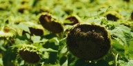 Girasol en el norte: cómo anticiparse para ganarle la pulseada a las aves