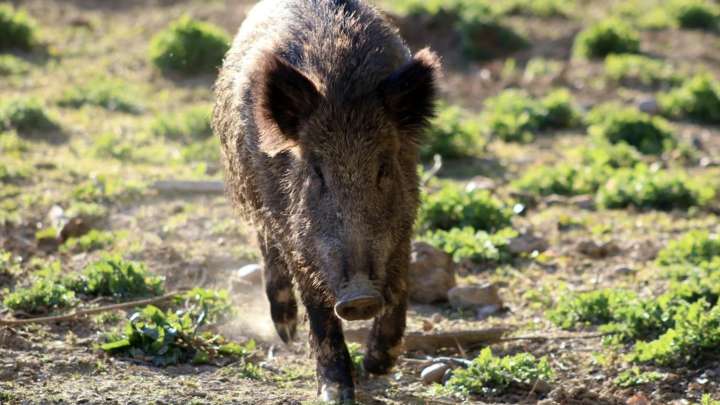 Confirman tres nuevos casos de peste porcina africana en jabalíes de Cerdanyola y el total sube a 16