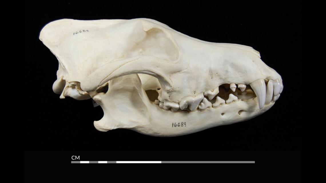 New York State Museum: Wild Gray Wolf killed by hunter in Central New York