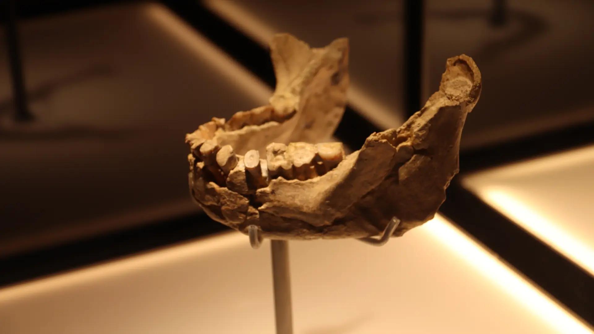 Trasladan la 'mandíbula de Banyoles', del primer sapiens de Europa, de la farmacia Alsius hasta el nuevo Museo Arqueológico