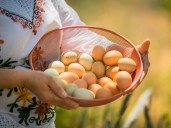 Colombia logra exportar huevos para quebrar a EEUU: un hito para la avicultura nacional