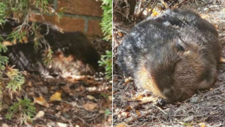 Michigan Staff Spot A Strange Lump Near Funeral Home And Freeze When They Learn The Truth