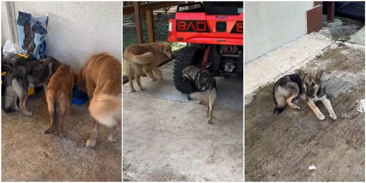 Influencer cubano Eliécer Ávila detiene su auto y salva a tres cachorros abandonados en plena carretera de Miami