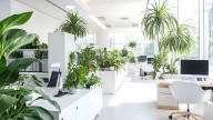 Las plantas son ideales para oficina: sobreviven al aire acondicionado y casi no requieren cuidados