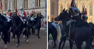 Chaos erupts as horse out of control at state visit in front of King 