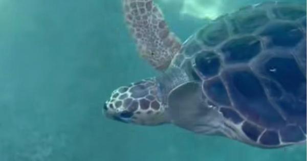 Una nueva oportunidad para Abril: de flotar sin fuerzas a un hogar seguro para recuperarse