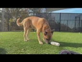 Pet of the week for Dec. 6