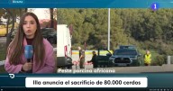 TVE se equivoca y atribuye por error a Illa la orden de sacrificar 80.000 cerdos por la peste porcina