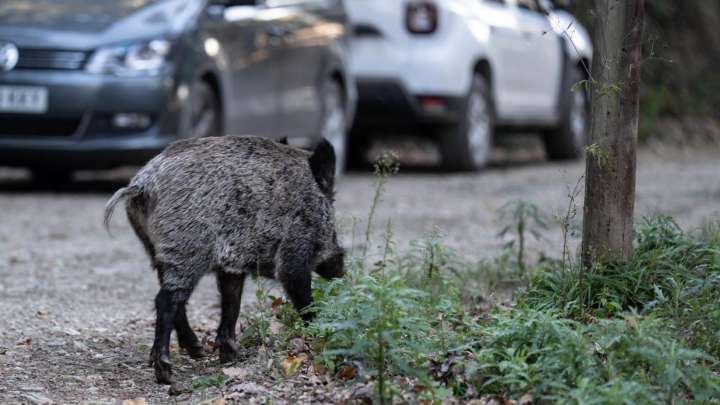 En la zona cero de la peste porcina de Cataluña: "Tenemos que desinfectarlo todo"