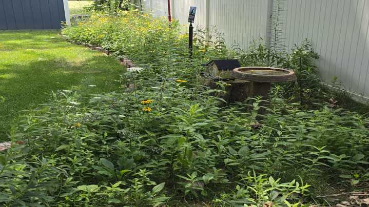 How To Embrace A Rewilding Landscape In Your Own Yard