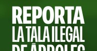 Cómo reportar la tala ilegal de árboles en Nuevo León; así se castiga ese delito