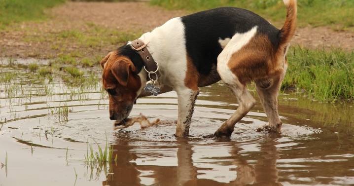 Dogs can die 'within just two days' of 'zoonotic disease' symptoms, experts explain