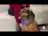 Meet Dexter! Our Pet of the Week