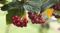 How to grow ornamental berry plants, according to an RHS expert