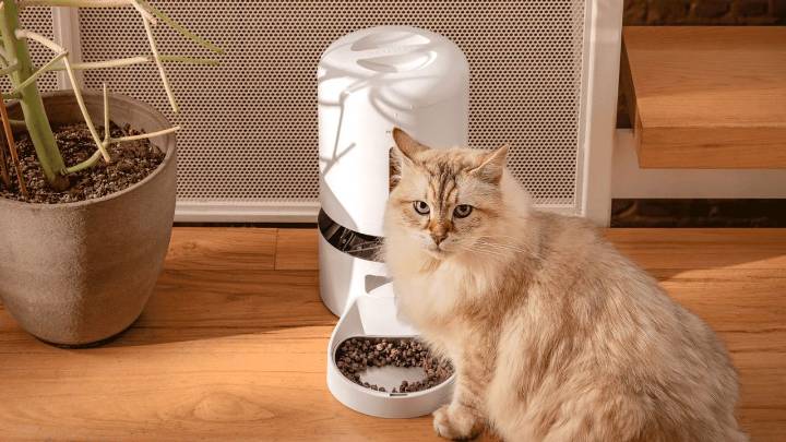 My cats tested this smart pet feeder for a month — and now I can’t stop watching them