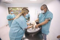 Leones blancos nacidos en Maracay gozan de buen estado de salud