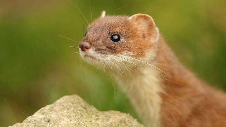 Stoat: A Petite, Scrappy and Irresistibly Soft Speedster