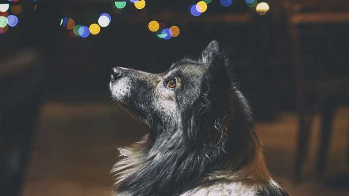 Campaña para proteger a los animales de la pólvora en Bogotá: ¿cómo resguardar a las mascotas?