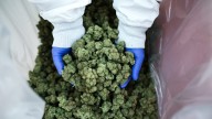 Trump’s plan to push for cannabis rescheduling lifts pot stocks
