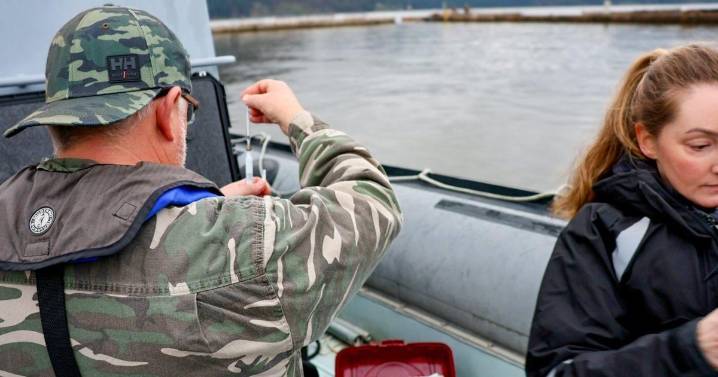 B.C. rescuers remove rope wrapped around sea lion's neck after weeks