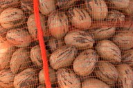 Nuez pecán: verificaron la primera exportación de Entre Ríos a China