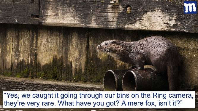 Family better than you because they've got an urban otter