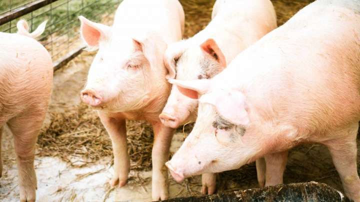 Por brote de Peste Porcina Africana: Chile suspende importaciones de productos de cerdo desde España