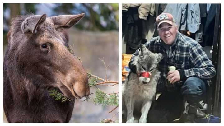 Moose, Wolf, Horse And Wombat Cruelty Allegations Staining Wyoming’s Reputation