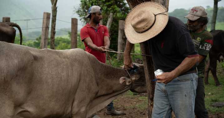 Gobierno y ganaderos firman compromisos para frenar plaga del gusano barrenador