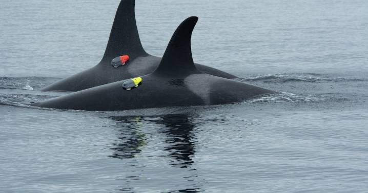 Killer whales, dolphins unlikely collaborators: report