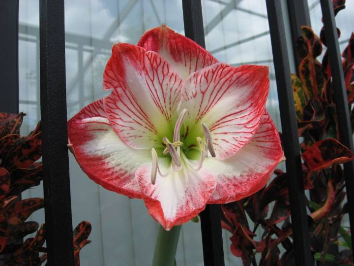 Plant Doctor: Forced amaryllis bulbs can make good gifts