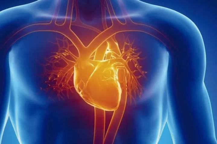 Una dieta rica en compuestos vegetales podría proteger el corazón a largo plazo, revela estudio