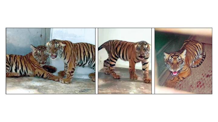 Four tiger cubs die after rescue