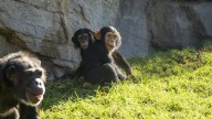 Bioparc Valencia completa con éxito la integración en su familia de Ekon, el chimpancé criado a mano con biberones