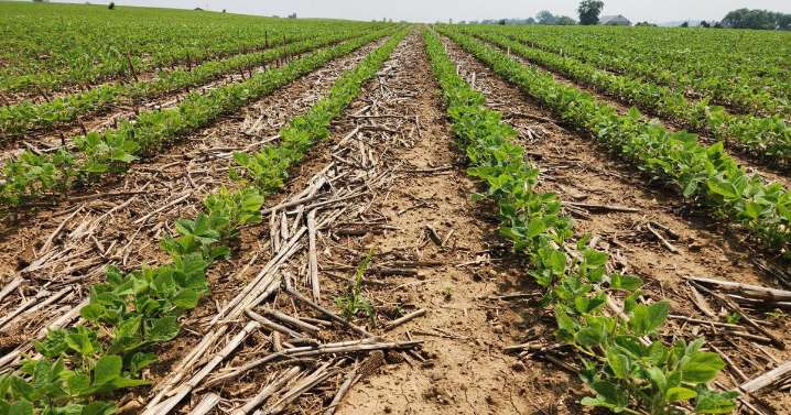 Researchers Urge Caution Around Using Biostimulants on Crops