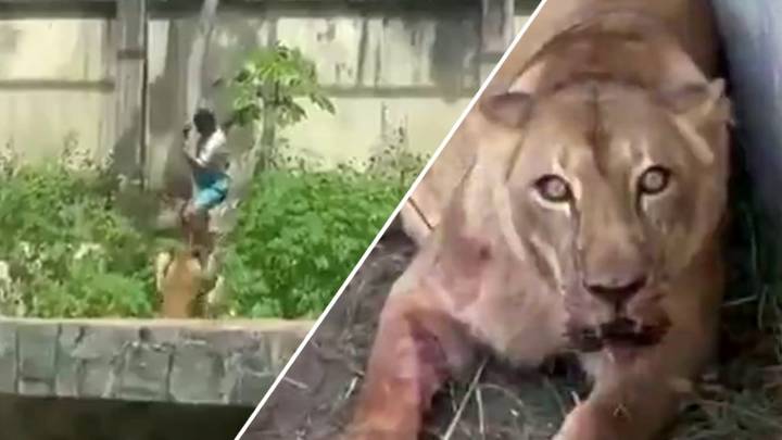 Hombre ingresa al recinto de una leona en un zoológico y termina devorado
