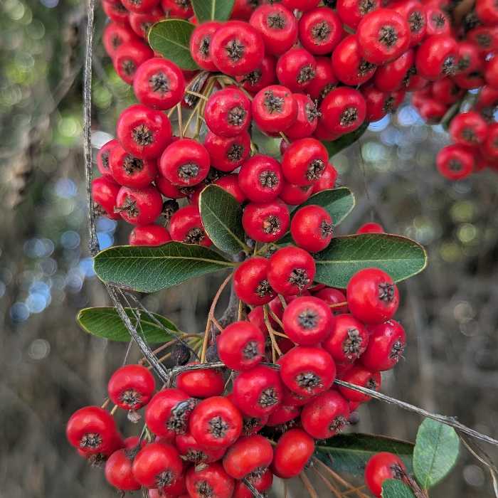 Berries For Autumn And Winter