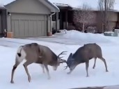Battling bucks lead to viral video from southwest Calgary
