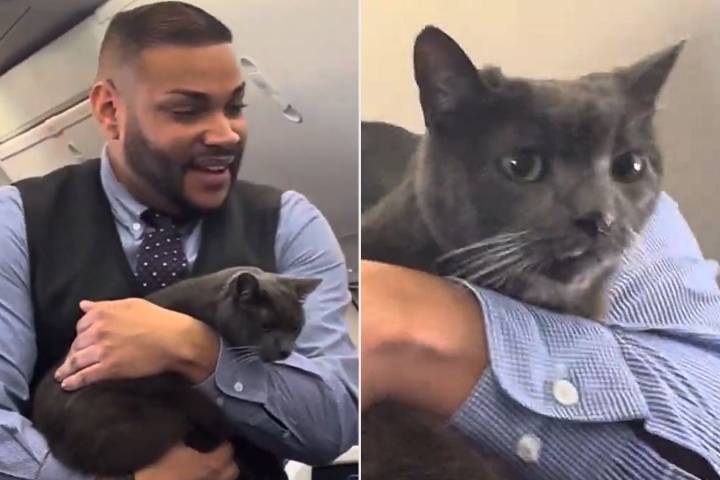 Loose Cat on Southwest Flight Brings Laughter During Thanksgiving Travel