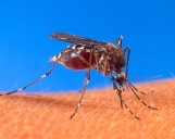US Travelers Alerted To Global Spread Of Mosquito